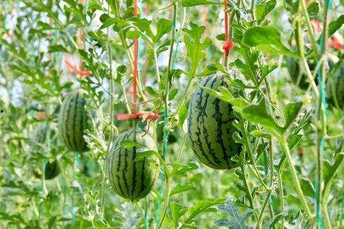 梦在桥下吃瓜,一场奇妙的梦境之旅