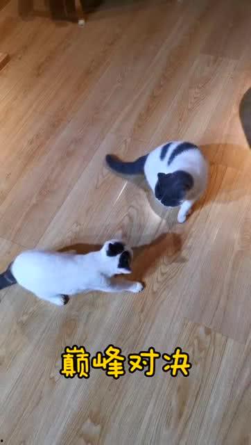 大喵咪吃瓜,揭秘娱乐圈幕后故事