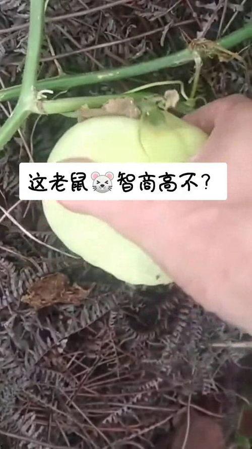 喂耗子吃瓜,喂耗子吃瓜的温馨瞬间