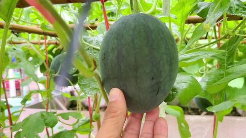 最近都在吃瓜,揭秘明星们的幕后故事