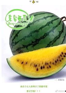 广西老表请吃瓜