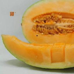 减肥后吃蜜瓜好吗,减肥后食用蜜瓜的适宜性探讨