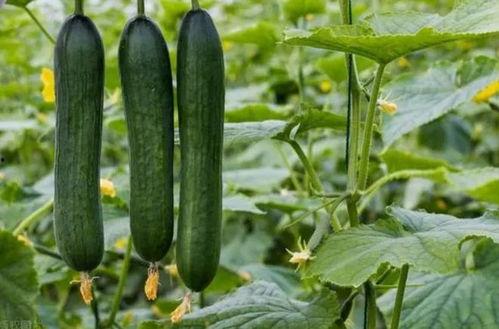 吃瓜吃料最新网站入口,畅享资讯盛宴，尽在指尖