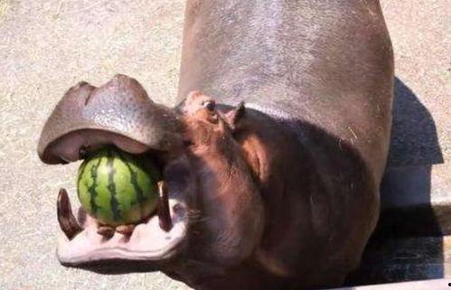 吃河马瓜什么意思