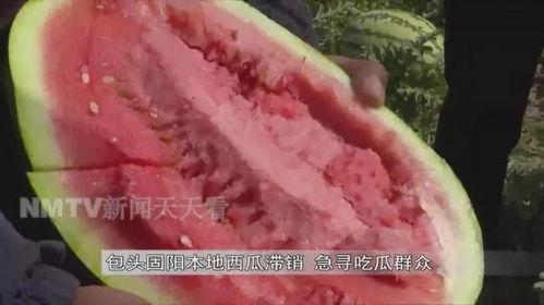 吃瓜群众在哪找瓜,如何在网络海洋中轻松找到瓜源