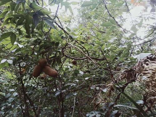 云南镇雄有瓜吃,瓜乡美食之旅