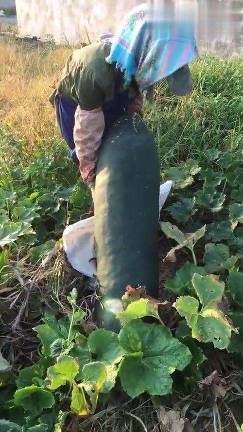 吃瓜烂嘴,揭秘娱乐圈背后的真相与八卦