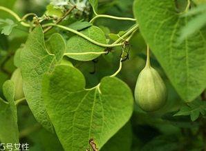 吃梢瓜是胖吗,吃梢瓜真的会导致发胖吗？揭秘真相