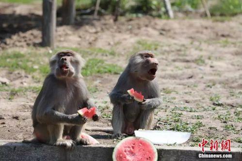 动物吃瓜图鉴大全,揭秘各物种的食瓜偏好与习性