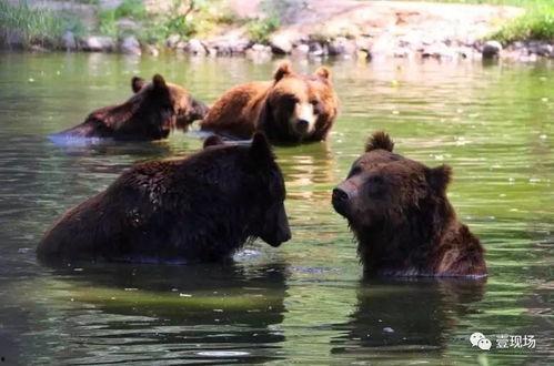 动物吃瓜图鉴大全,揭秘各物种的食瓜偏好与习性