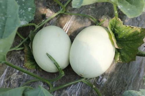 玉菇密瓜怎么吃,玉菇密瓜的多彩食法探索