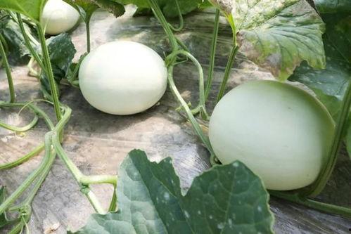 玉菇密瓜怎么吃,玉菇密瓜的多彩食法探索