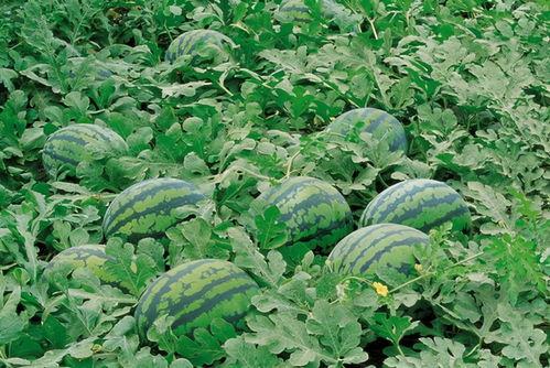 润土吃瓜群,揭秘网络社交圈的趣味与争议