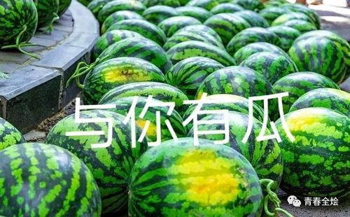 陕西卫视吃瓜事件,揭秘幕后真相与公众反响