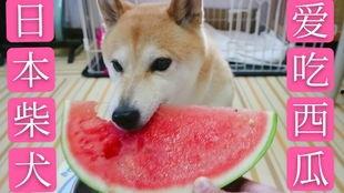 柴犬 吃瓜,萌态十足引网友爆笑