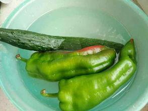 枯叶瓜怎么炒着吃,家常美味新尝试