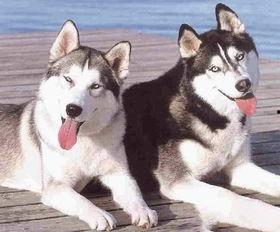 哈士奇吃瓜不吃皮,瓜皮不拒，瓜肉却爱，揭秘狗狗的独特口味