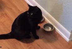 小猫哥吃瓜,揭秘娱乐圈那些不为人知的幕后故事