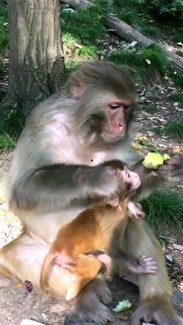 猴子吃瓜稿件,揭秘热带雨林中的趣味生态瞬间