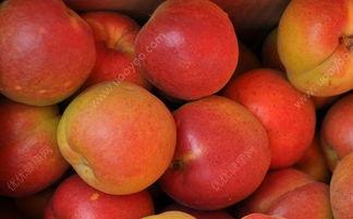 杏和哈密瓜能一起吃