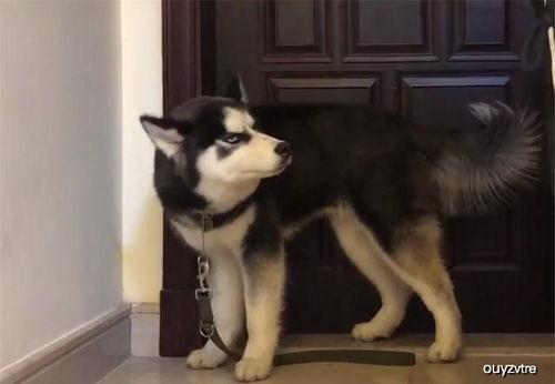 吃瓜看封印哈士奇