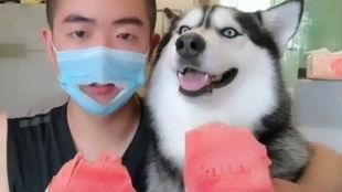 吃瓜看封印哈士奇