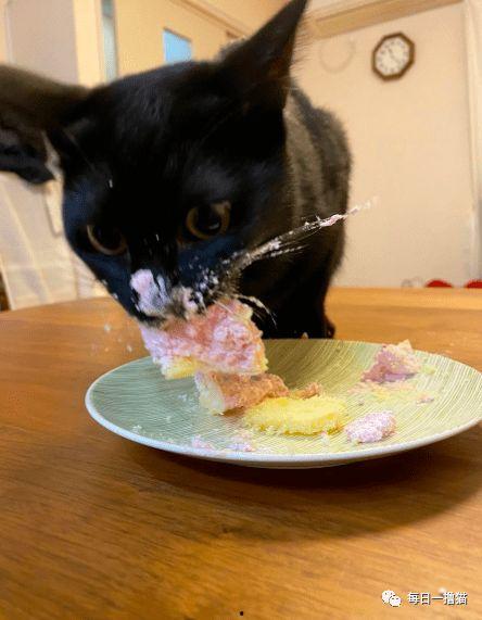 黑猫吃瓜夸克,揭秘夸克世界的奇妙之旅