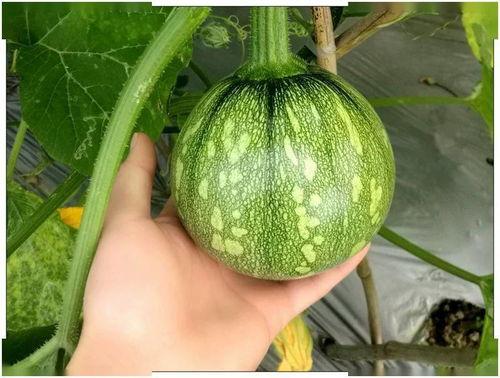 小莫莫吃瓜吗,吃瓜群众的趣味生活