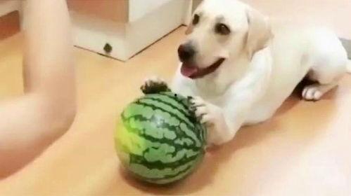 吃瓜狗主人,揭秘吃瓜狗主人的趣味生活