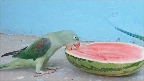 带你吃瓜搞笑鹦鹉视频,欢乐无限视频回顾