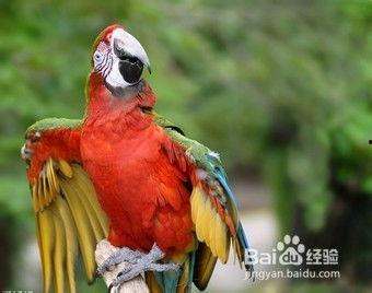 带你吃瓜搞笑鹦鹉视频,欢乐无限视频回顾