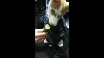 狗狗视频吃瓜图片,萌态十足，萌化你的心