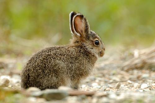 野兔吃梨瓜吗,探究它们是否吃梨瓜