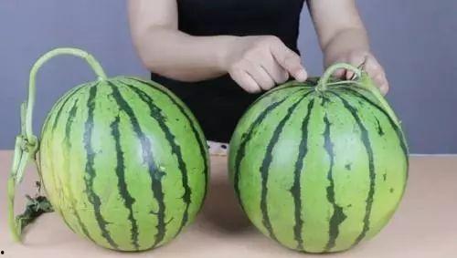 吃瓜的挑瓜方法,揭秘吃瓜达人挑瓜绝技