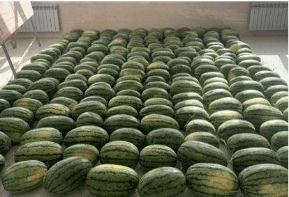 浙江校园吃瓜,揭秘校园里的那些事儿