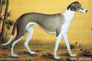 哮天犬吃瓜