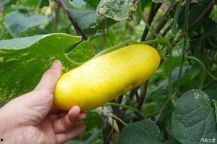 在外也不忘吃瓜,吃瓜不忘家乡味