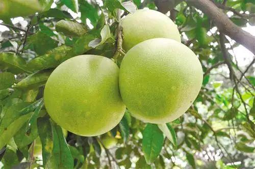 柚柚cc吃瓜,揭秘娱乐圈那些不为人知的幕后故事