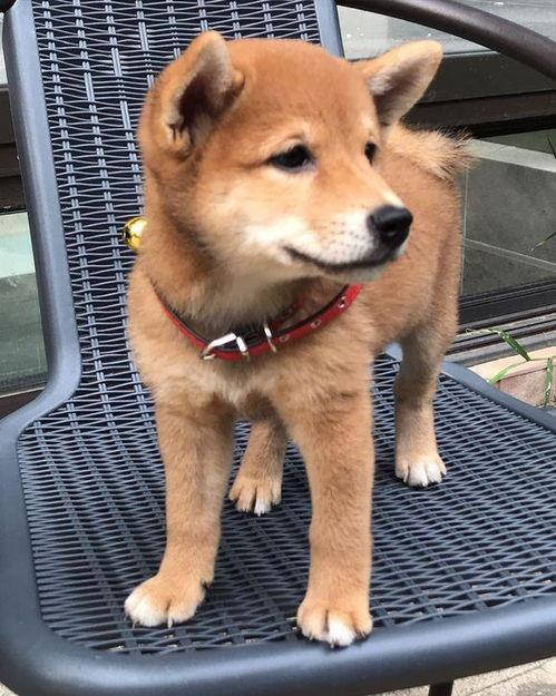 带你吃瓜拖把狗,带你领略“带你吃瓜拖把狗”的独特魅力