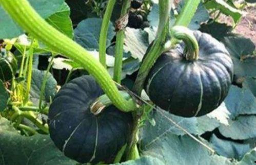 吃云南小瓜会过敏吗,云南小瓜过敏风险解析