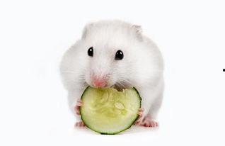 仓鼠可以吃白玉瓜吗,白玉瓜的适宜性解析