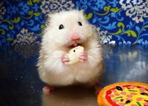 仓鼠可以吃白玉瓜吗,白玉瓜的适宜性解析