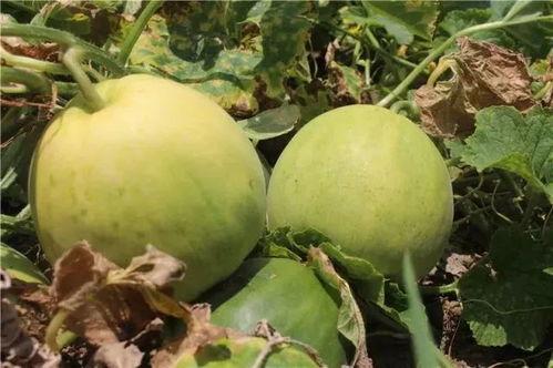 吃甜瓜还是吃蜜瓜,甜瓜与蜜瓜，谁才是夏日消暑佳品？