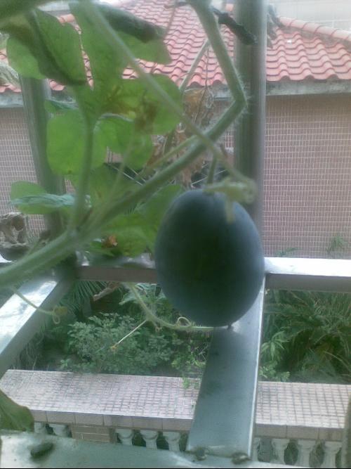 阳台吃瓜搞笑事件汇总