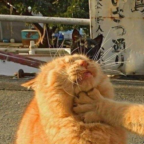 猫猫吃瓜情侣头像,情侣头像中的甜蜜瞬间