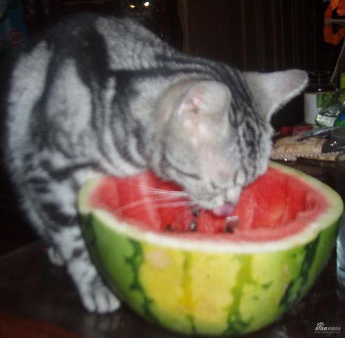 猫猫吃瓜情侣头像,情侣头像中的甜蜜瞬间