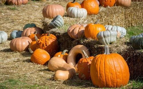 深圳吃瓜的群众,吃瓜群众的麻辣点评