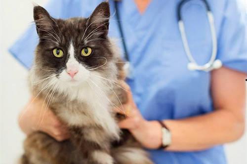 猫咪吃瓜尔胶,揭秘其潜在影响与注意事项