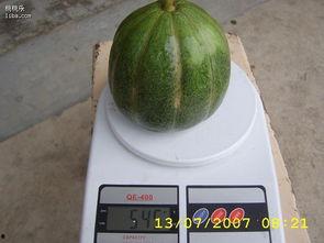 孕妇吃青皮瓜,青皮瓜助力母婴健康