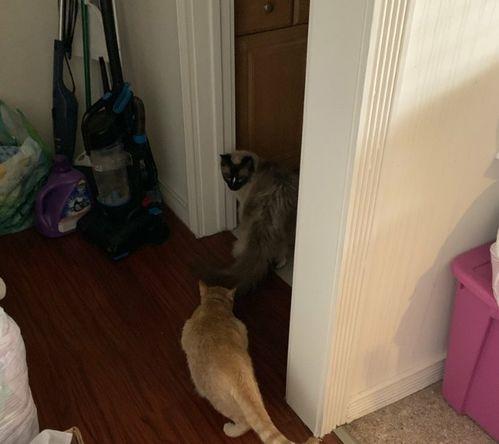 隔窗吃瓜,揭秘邻里间的趣味生活瞬间